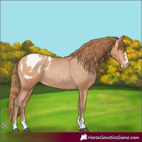 Horse Color:Bay Pearl Appaloosa