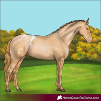 Horse Color:Chestnut Pearl Blanket