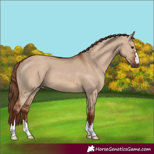 Horse Color:Red Dun 