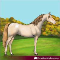 Horse Color:Red Dun Pearl Varnish