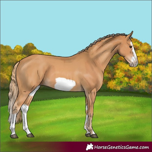 Horse Color:Chestnut Splash Frame  and Chestnut Splash Frame 