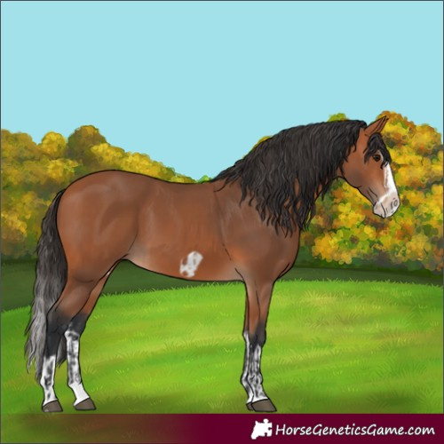 Horse Color:Bay Splash Frame  and Bay Splash Frame 