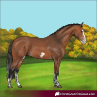 Horse Color:Bay Splash Frame  and Bay Splash Frame 