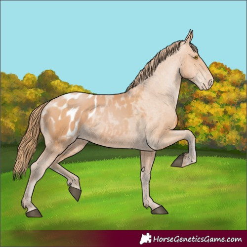 Horse Color:Bay Pearl Appaloosa