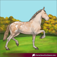 Horse Color:Bay Pearl Appaloosa 