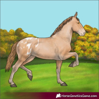 Horse Color:Bay Pearl Appaloosa 