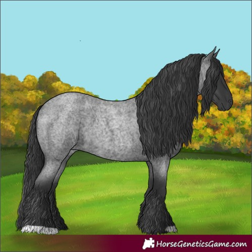 Horse Color:Blue Roan 