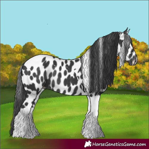 Horse Color:Black Tobiano Appaloosa Rabicano