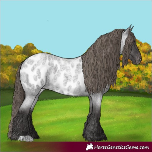Horse Color:Smoky Blue Roan Appaloosa