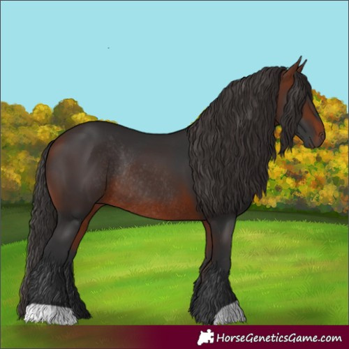 Horse Color:Bay Rabicano