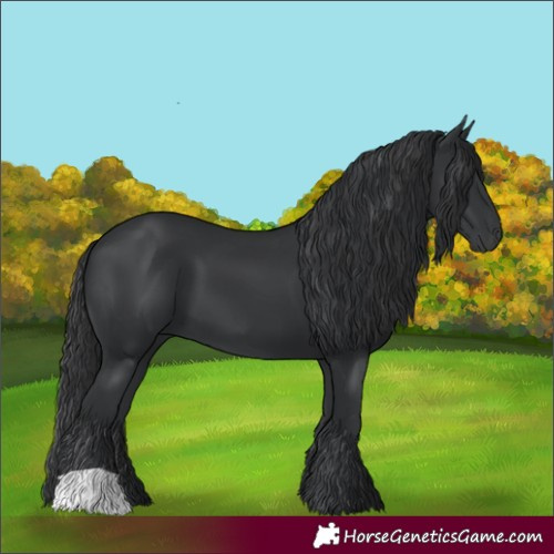 Horse Color:Black 