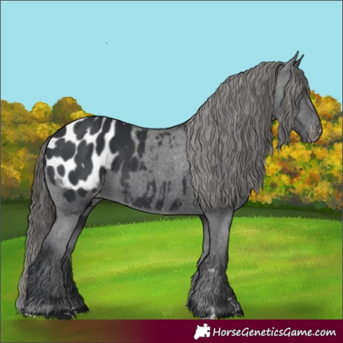 Horse Color:Black Blanket 