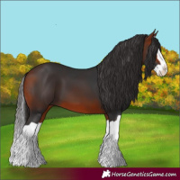 Horse Color:Bay Splash