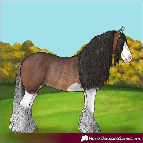 Horse Color:Bay Splash Rabicano 