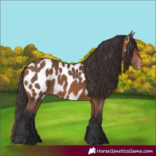 Horse Color:Bay Appaloosa