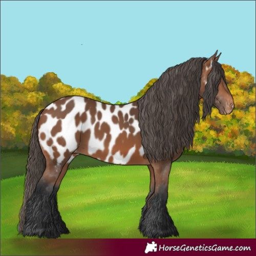 Horse Color:Bay Appaloosa 