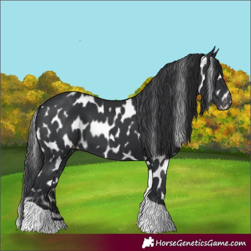 Horse Color:Black Tobiano Appaloosa 