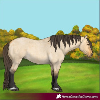 Horse Color:Buckskin Roan Dun