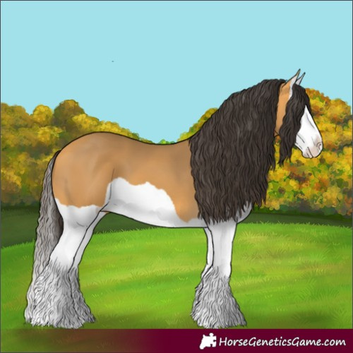 Horse Color:Buckskin Splash 
