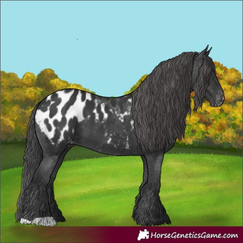 Horse Color:Black Appaloosa 