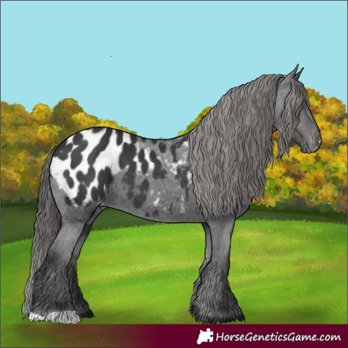 Horse Color:Black Appaloosa 