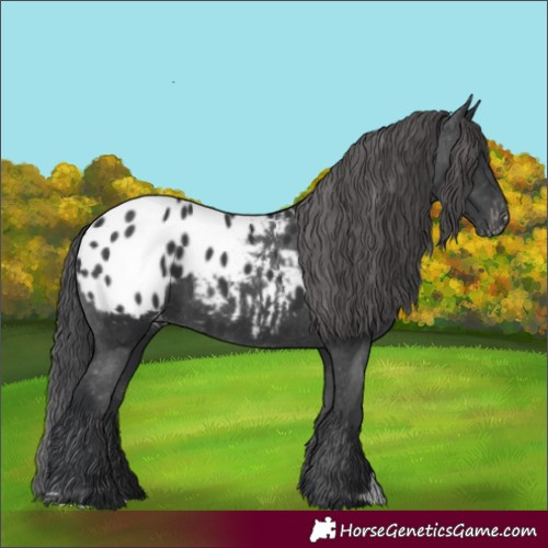 Horse Color:Black Appaloosa 