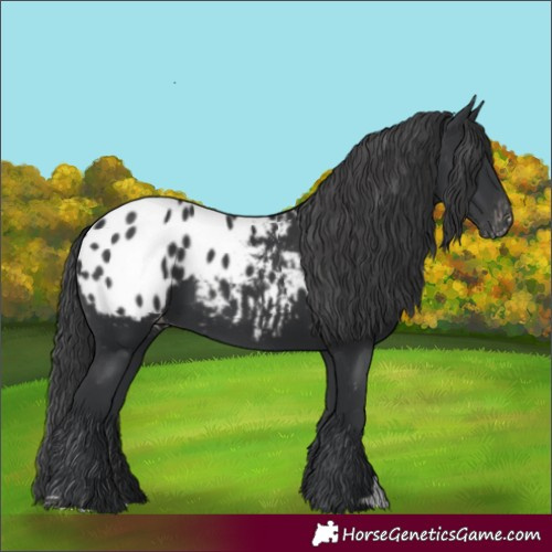 Horse Color:Black Appaloosa 