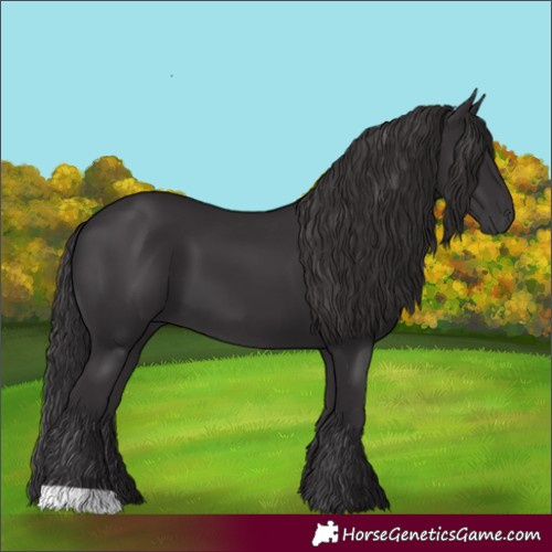 Horse Color:Smoky Black 