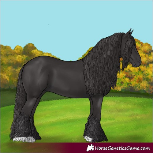 Horse Color:Smoky Black 