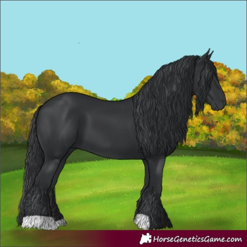 Horse Color:Black 