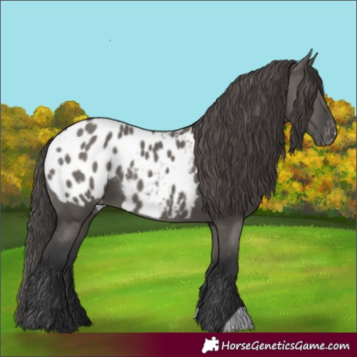 Horse Color:Grullo Appaloosa 