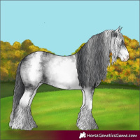 Horse Color:White Spotted Black