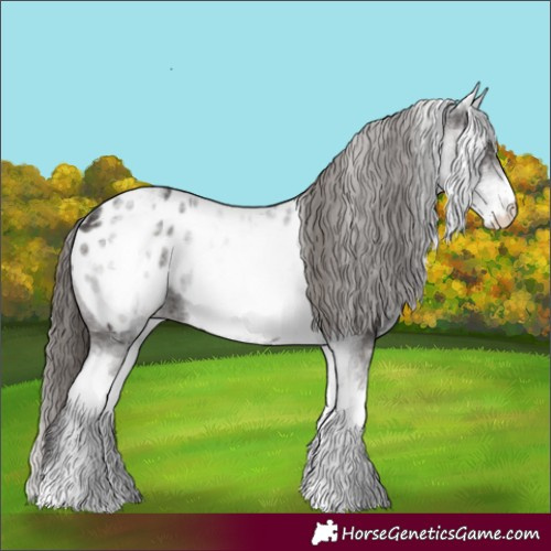 Horse Color:White Spotted Smoky Black Appaloosa 