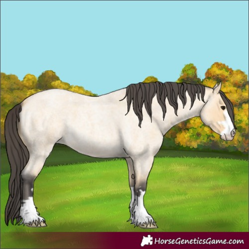 Horse Color:Buckskin Roan 