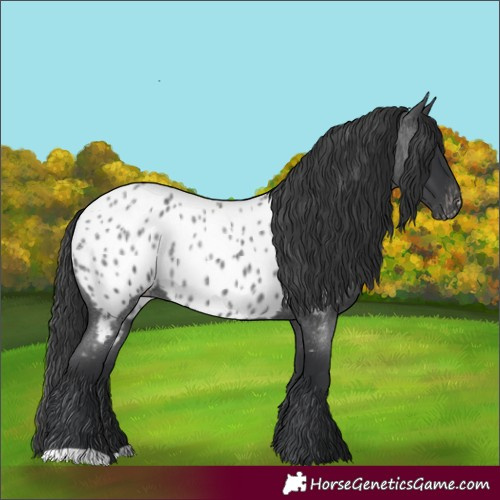 Horse Color:Blue Roan Appaloosa 