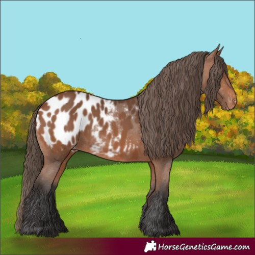 Horse Color:Bay Appaloosa Rabicano