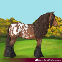 Horse Color:Bay Appaloosa Rabicano 