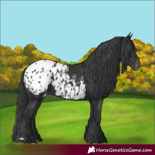 Horse Color:Black Appaloosa 