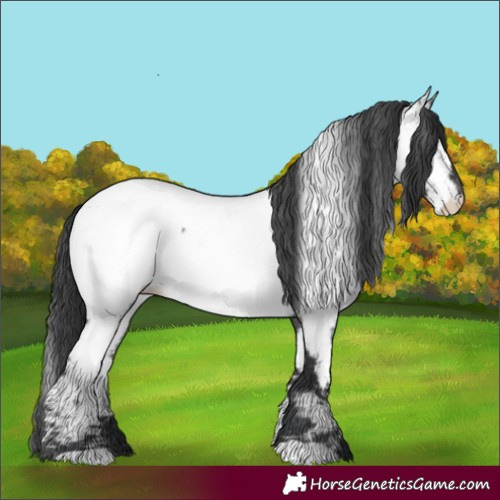 Horse Color:Blue Roan Appaloosa