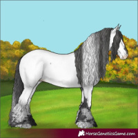 Horse Color:Blue Roan Appaloosa