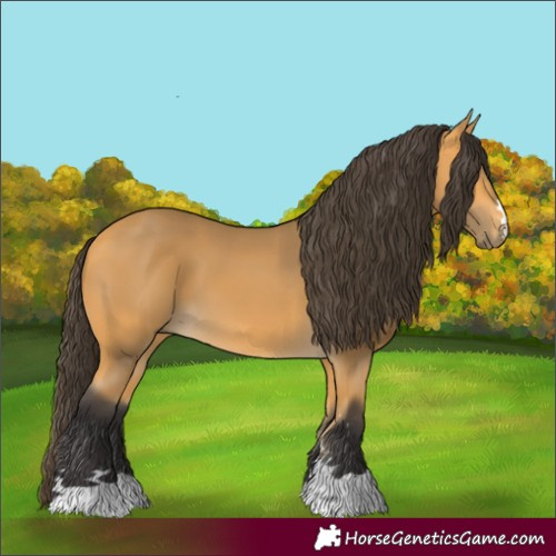 Horse Color:Buckskin 