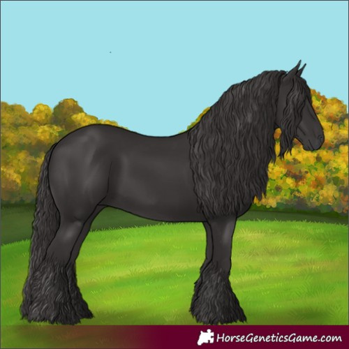 Horse Color:Smoky Black 