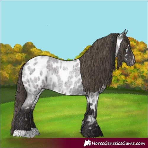 Horse Color:Smoky Blue Roan Appaloosa 
