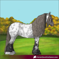Horse Color:Smoky Blue Roan Appaloosa