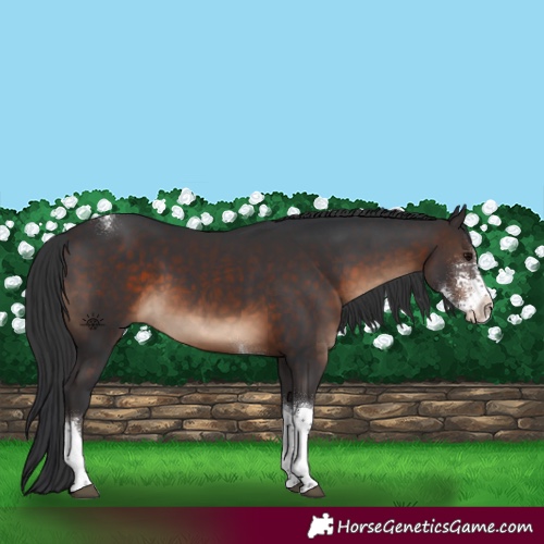 Horse Color:Brown Sabino Tobiano 