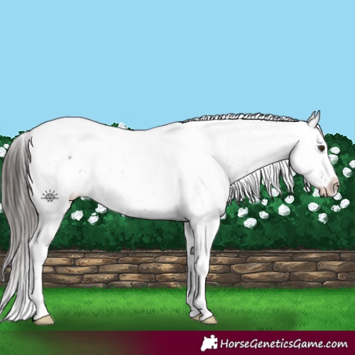 Horse Color:Liver Chestnut Sabino