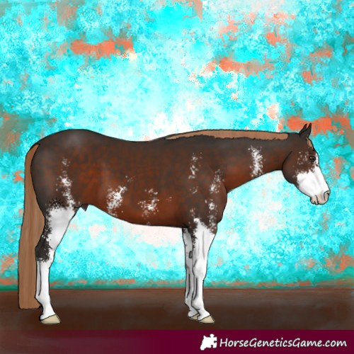 Horse Color:Liver Chestnut Sabino 