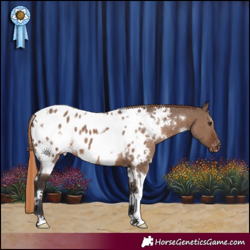 Horse Color:White Spotted Liver Red Dun Appaloosa 