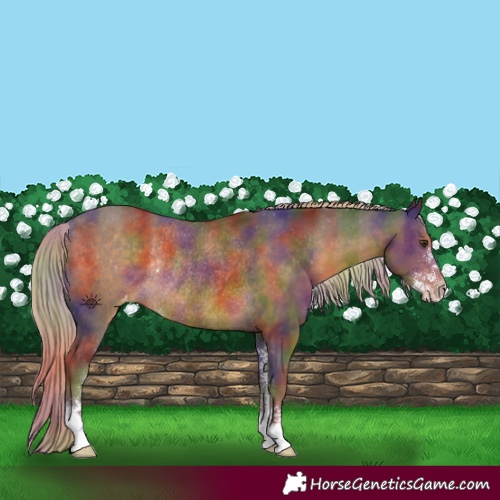 Horse Color:Nacre Chocolate Palomino Sabino Appaloosa Rabicano 