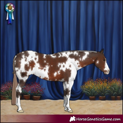 Horse Color:White Spotted Liver Chestnut 